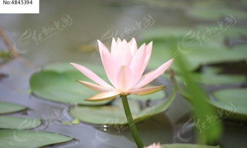 权威脂肪量是什么意思平台,分享专业脂肪量偏高怎么减知识_脂肪量网